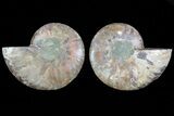 Cut & Polished Ammonite Fossil - Agatized #78377-1